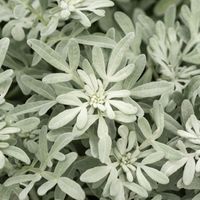 Bylica Stellera 'Silver Brocade' Srebrny Dywan (Artemisia stelleriana)