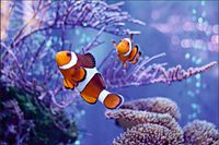 Tło PRODUKTOWE kulinarne Flat Lay na bloga insta