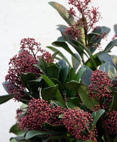 SKIMIA JAPOŃSKA Duże Sadzonki 1L 'Rubella' na Arena.pl