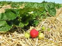 Słoma pszenna ściółka do budy , pod truskawki ,izolacja 5KG