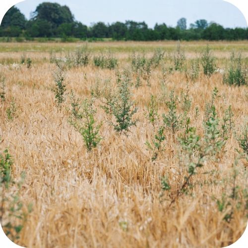 ŚRODEK CHWASTOBÓJCZY 5L ROUNDUP 360 OPRYSK GLIFOSAT RANDAP PREPARAT NA PERZ na Arena.pl