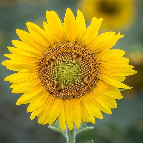 Deco Panel, Młody słonecznik 120x80 na Arena.pl