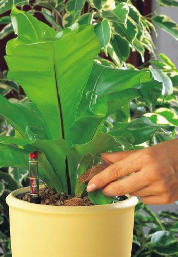 komplet do hydroponiki doniczka biała CORONA 15/19 na Arena.pl