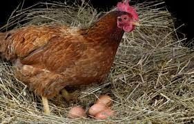 Pasza dla niosek granulat De Heus NA JAJKA 25KG 2652 na Arena.pl