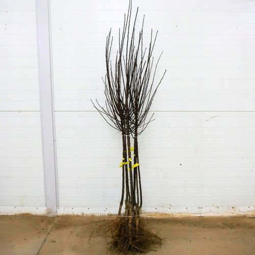 SADZONKI ŚLIWY RENKLODA ALTHANA SMACZNA SOCZYSTA PLENNA NR1 DRZEWKA na Arena.pl