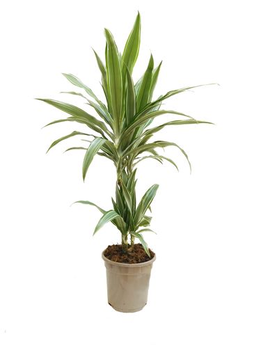 DRACENA WARNECKI 70cm na Arena.pl