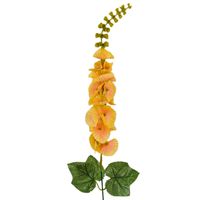 Molucella pojedyncza żółta