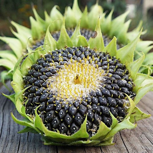 SŁONECZNIK CZARNY PREMIUM Drobny DLA PTAKÓW I NA POPLON ziarno 20KG na Arena.pl