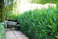 BAMBUS argenteostriatus pumilus - sadzonki 10 / 20 cm