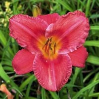 Liliowiec 'Chicago Firecracker' Czerwony (Hemerocallis) Doniczka 2.0L