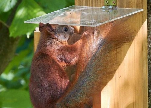 Orzechowa spiżarka, karmnik dla wiewiórek na Arena.pl