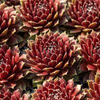 Rojnik 'Cassiopeia' Na skalniak, Duża rozeta (Sempervivum) P9