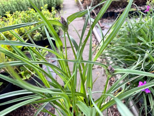 Trzykrotka wirginijska 'Concord Grape' Tradescantia virginiana Doniczka 2L na Arena.pl