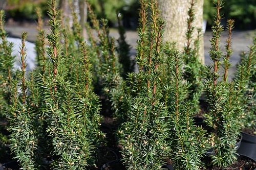 Cis pośredni Wojtek - Taxus media na Arena.pl
