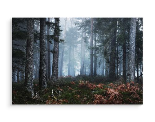 Obraz Ścienny Do Salonu Sypialni Las We Mgle Natura Pejzaż 70cm x 50cm na Arena.pl