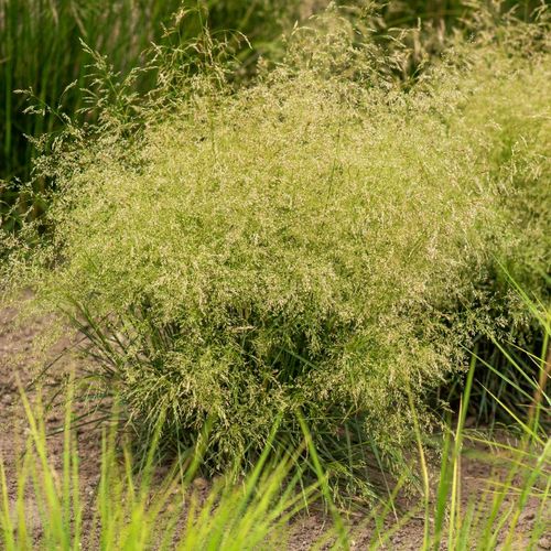 Śmiałek darniowy 'Palava' Rabata Skalniak (Deschampsia caespitosa)  1.0L na Arena.pl