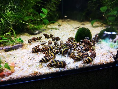 ŚLIMAK Anatome Helene HELENA - PAKIET!! 10 helenek na Arena.pl