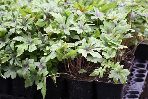 Tiarella Iron Butterfly - Tiarella na Arena.pl