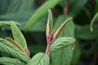 Kalina sztywnolistna - Viburnum rhythidophyllum