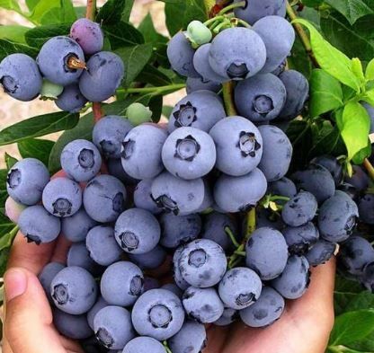 SUMIN ZAKWASZAJĄCY 2,5KG NAWÓZ KWAŚNOLUBNYCH BORÓWKI BORÓWEK WRZOSY na Arena.pl