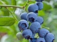 Borówka amerykańska wysoka SPARTAN Bardzo plenna Sadzonki 3-letnie