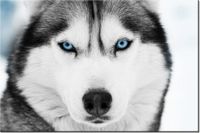 120CM 80CM OBRAZ ŚCIENNY HUSKY SYBERYJSKI