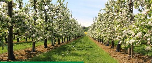 ROSAHUMUS 1kg nawóz organiczny kwasy humusowe POTAS POPRAWIA JAKOŚĆ GLEBY na Arena.pl