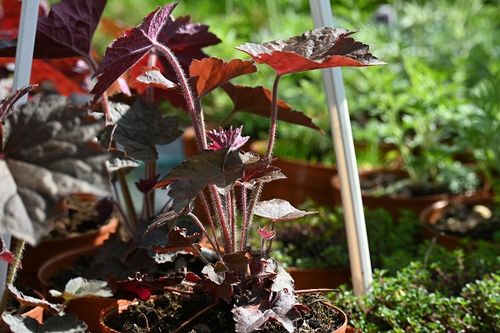 Żurawka amerykańska Palace Purple Select - Heuchera americana na Arena.pl