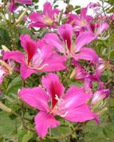 BAUHINIA PURPUROWA Bauhinia Purpurea NASIONA 30 sztuk - 10g.