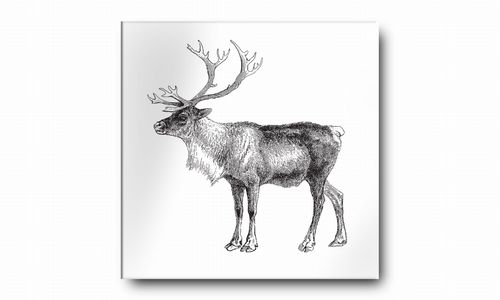OBRAZ NA PŁÓTNIE 030 Graficzny renifer 60x60cm na Arena.pl