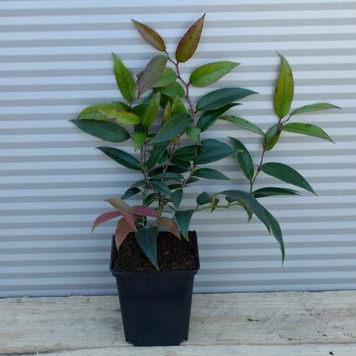 Kiścień japoński ROYAL RUBY Czerwony Zimozielony Sadzonki P9 na Arena.pl