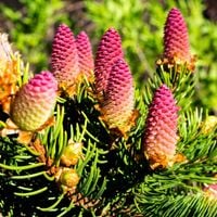 Świerk pospolity ACROCONA Piękne czerwone szyszki Sadzonki w doniczkach C3
