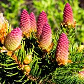 Świerk pospolity ACROCONA Piękne czerwone szyszki Sadzonki w doniczkach C3