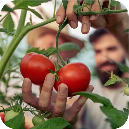 Nawóz uniwersalny do ogrodu 3kg AZOFOSKA granulowany OBFITE PLONY na Arena.pl