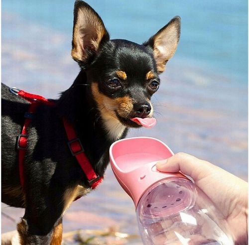 BUTELKA NA WODĘ DLA PSA BIDON POIDŁO MISKA 0,5L PRZENOŚNA SPACER TURYSTYCZN na Arena.pl