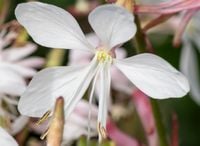 Gaura Lindheimera - Gaura lindheimeri