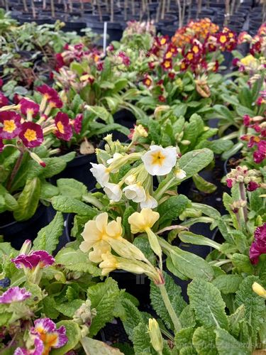 Pierwiosnek wyniosły mix sadzonka zwiastun wiosny na Arena.pl