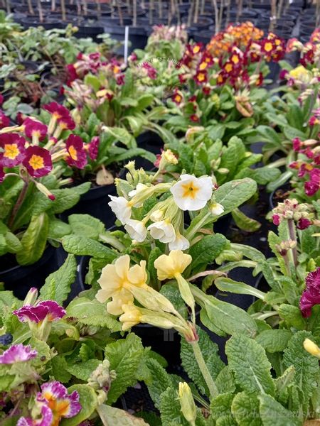 Pierwiosnek wyniosły mix sadzonka zwiastun wiosny zdjęcie 4