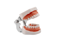 Model dentystyczny ludzkiej szczęki RESTEQ z wyjmowanymi zębami, 28 zębów