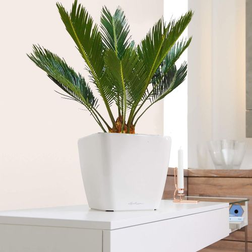 CYKAS (CYCAS) 40 cm na Arena.pl