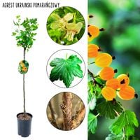 Agrest Ukraiński NA PNIU pomarańczowe owoce 80-120 cm