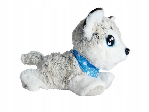 Happy Husky. Chi Chi Love na Arena.pl
