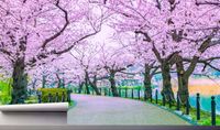 Fototapeta ŚCIEŻKA WIŚNIOWE DRZEWA PARK 300x210