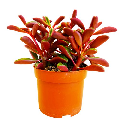 PEPEROMIA GRAVEOLENS 15cm na Arena.pl