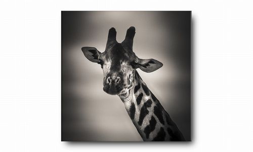 OBRAZ NA PŁÓTNIE 128 Żyrafa 70x70cm na Arena.pl