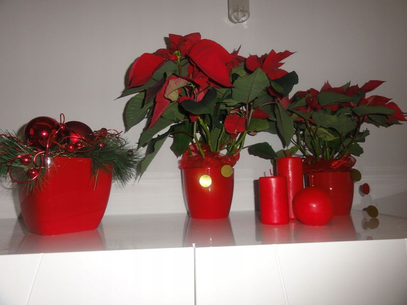 DONICZKA OSŁONKA Z PODSTAWKĄ DONICA KOLORY 18cm zdjęcie 10