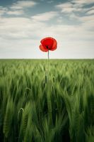 Plakat 30x45cm Samotny Mak na Polu