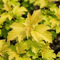 Kalina koralowa 'Anny's Magic Gold' Złote Liście (Viburnum opulus) 2.0L