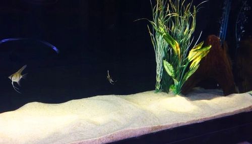 Czysty Piasek Kwarcowy do Akwarium 0,5-1,2 25KG na Arena.pl