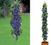 ŚLIWA PREZYDENT kolumnowa - sadzonki 70 / 90 cm